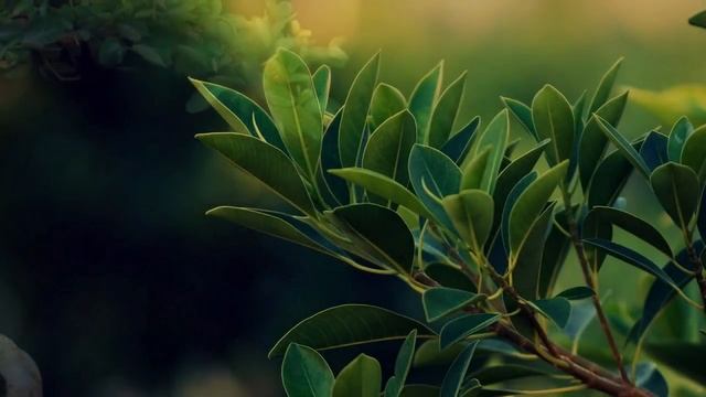 Как ухаживать за фикусом в домашних условиях смотреть онлайн