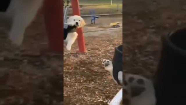 СМЕШНЫЕ КОШКИ 2022 И ДРУГИЕ ЖИВОТНЫЕ10 МИНУТ СМЕХА ОЧЕНЬ СМЕШНЫЕ ЖИВОТНЫЕЛУЧШИЕ ПРИКОЛЫ С КОШКАМ