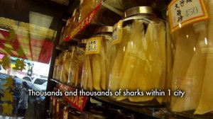 Save Sharks, Don't Serve Them - Message from Galapagos to San Francisco