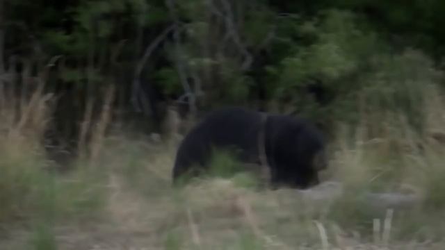 15 Животных Хищников Удивленных Своей Добычей /часть 4