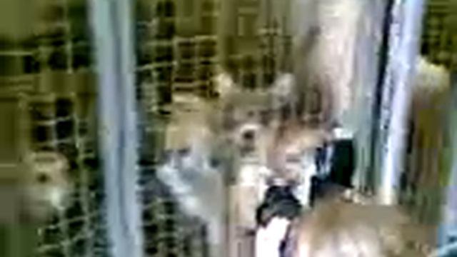 Питомник смотреть онлайн