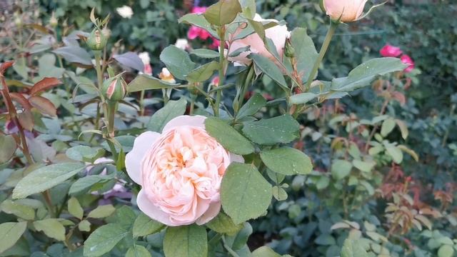 Розы в сентябре.Цвет ярче, аромат сильнее. смотреть онлайн