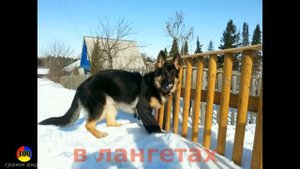 Дисплазия у собак - провисшие пясти. Немецкая овчарка