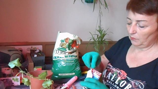 Спасение плющелистной пеларгонии сорта Line Vicky 12031 смотреть онлайн