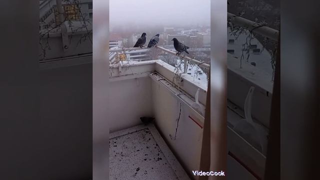 Птенцы голубей вылупились на моём балконе смотреть онлайн