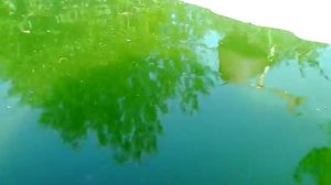 выпускаем карасей в ванну