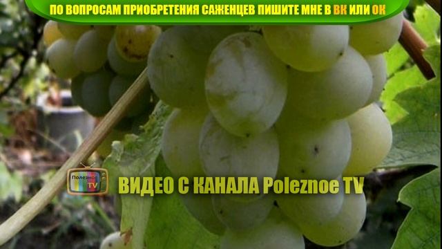 ВИНОГРАД ВОСТОРГ ОПИСАНИЕ СОРТА смотреть онлайн