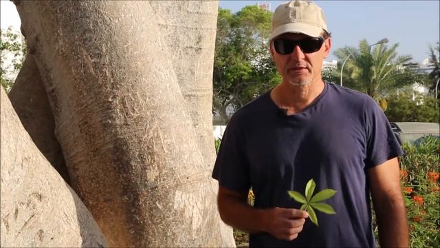 The African Baobab Tree (Adansonia digitata) - A description from the Arabian Peninsula смотреть онлайн