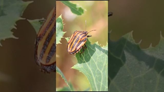 Щи́тник лине́йчатый, или графозома полосатая (лат. Graphosoma lineatum) #shorts