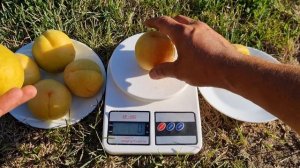 АБРИКОС NJA 19