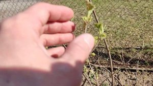 Обзор-осмотр огорода на проекте Суворова. 21042023. Чеснок дружно взошел. Деревья, кусты просыпаются
