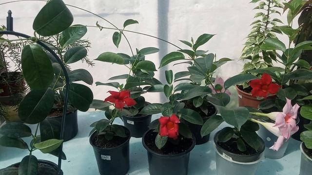 Дипладения. Молодые растения? смотреть онлайн