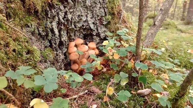 Осенние опята. Первые молоденькие и крепенькие опята пошли в октябре по тёмному лесу.