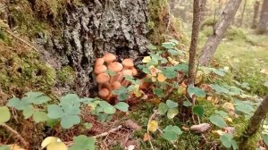 Осенние опята. Первые молоденькие и крепенькие опята пошли в октябре по тёмному лесу.