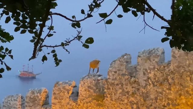 Лучший видовой ресторан Алании -GARDENIA и старая  крепость| Канатная дорога все нюансы и цены!