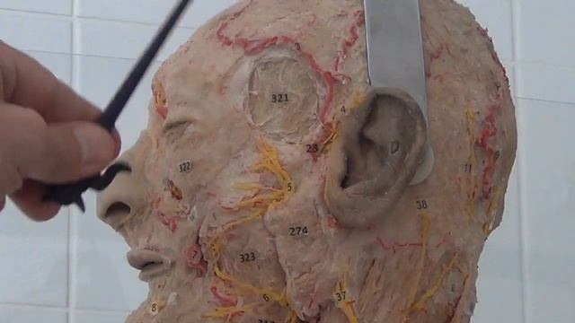Тройничный нерв и лицевой нерв на сосудисто нервном препарате