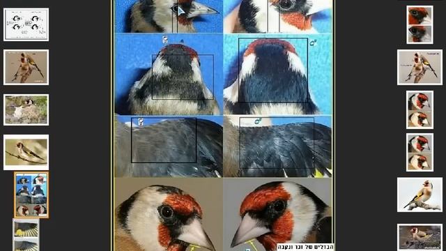 Щегол самец или самка смотреть онлайн