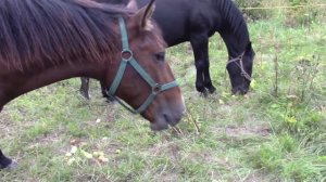 Лошади латвийской породы.