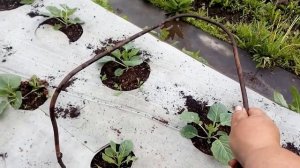 Чем опрыскиваю пионы