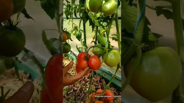 СЕВЕРНОЕ БЫЧЬЕ СЕРДЦЕ? #помидоры #tomato #vegetables  #огород #огороднаподоконнике #семенатоматов