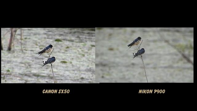 Canon sx50 vs Nikon P900 смотреть онлайн