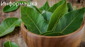 Лавровый Лист принесёт Вам Деньги, если сделать Это...