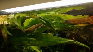 Щучки Линеатусы.. красивейшая рыбка???