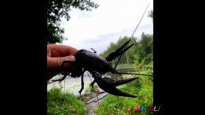 Рыбалка  в Десногорске на турбазе Береста. Наш улов лещи да раки, ну очень большие.