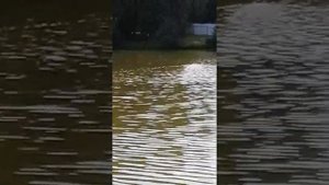 Прикормочный кораблик  Teltos Аква ПРО