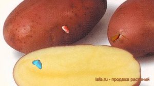 Картофель семенной Лабелла ? Лабелла обзор: как сажать, семенной картофель картофеля Лабелла
