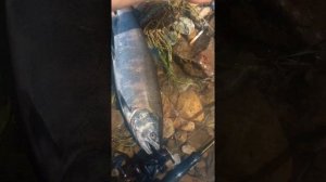 Сима на воблер (2) / Cherry salmon / Горная рыбалка в Приморском крае
