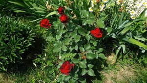 Чайногибридная роза "Lovely red".