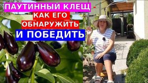 Паутинный клещ. Как понять что он на баклажанах и как с ним бороться