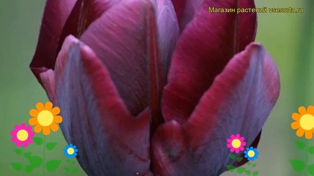 Тюльпан триумф Рональдо. Краткий обзор, описание характеристик, где купить луковицы Ronaldo смотреть онлайн