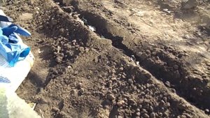 СЕЕМ АСТРУ ПОД ЗИМУ ПО МЁРЗЛОЙ ЗЕМЛЕ.