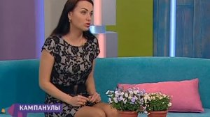 Как вырастить кампанулы? Советы цветовода