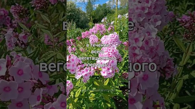 Флоксы. Лучшее время для посадки. смотреть онлайн