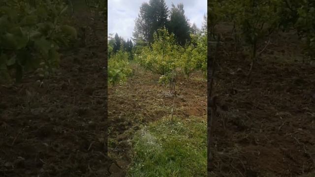 Обработка приствольных кругов в саду и междурядий. Посев сидератов смотреть онлайн