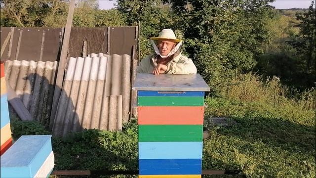 Пчела вяло работает на главном взятке. Сделай это и точно будешь с медом. смотреть онлайн