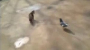 В Китае голуби атакуют!