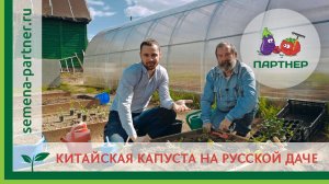 КИТАЙСКАЯ КАПУСТА: КАК САЖАТЬ