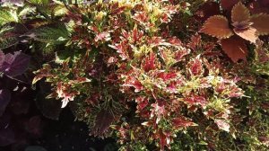 колеусы на длинной клумбе .