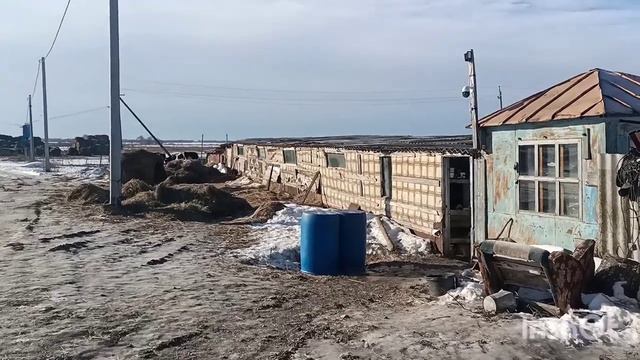 Очередной отел не за горами. Нетель готовится к отелу. смотреть онлайн