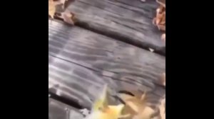 Жаба смеётся на скорости x100 x50 x25 x10 x5 x1 x0.5 x0.4