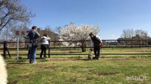 Догтренинг в Японии. Габриэль. Adiestramiento canino en Japón.  Gabriel.