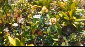 Сбор Саган Дайля в Саянах