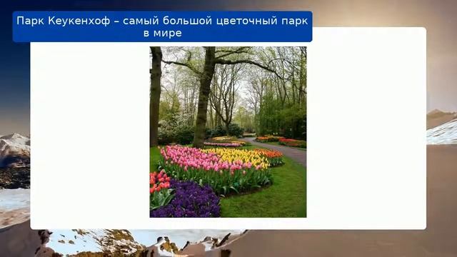 Парк Кеукенхоф – самый большой цветочный парк в мире