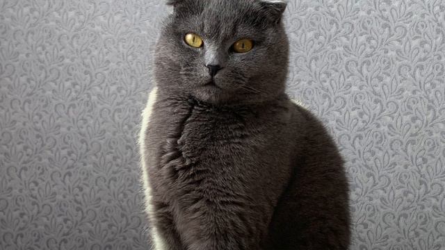 ПОДБРОСИЛИ КОТА, КАК К НАМ ПОПАЛ КАСПЕР смотреть онлайн