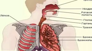 Окружающий мир 3 класс Дыхание и кровообращение