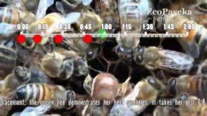 Как пчелиная матка откладывает яйца | How a Queen Bee is Laying Eggs